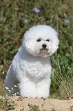 BICHON FRISE 279